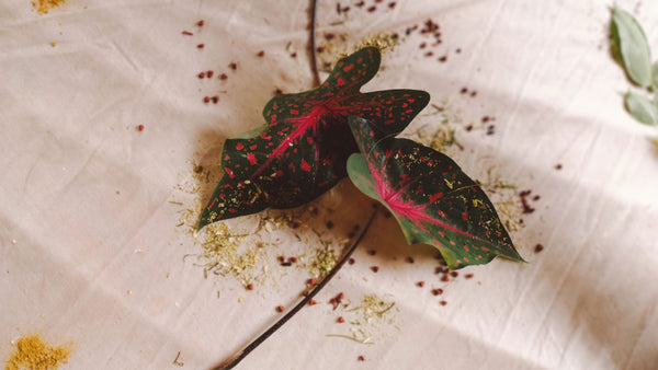 Botanical Ready to Wear